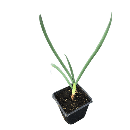 Organic Egyptian Walking Onion Plant (Allium x proliferum) in 2.5-inch Pot by Smoke Camp Crafts- Starter Plant for Propagation