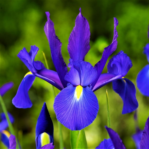 Dutch Iris Telstar (10 Flower Bulbs)