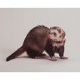 thumbnail image 1 of Marshall Ferret Bell Collar, Red, 1 of 1