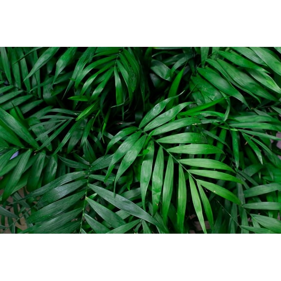 10 Parlor Palm Tree Seeds for Planting - Chamaedorea elegans