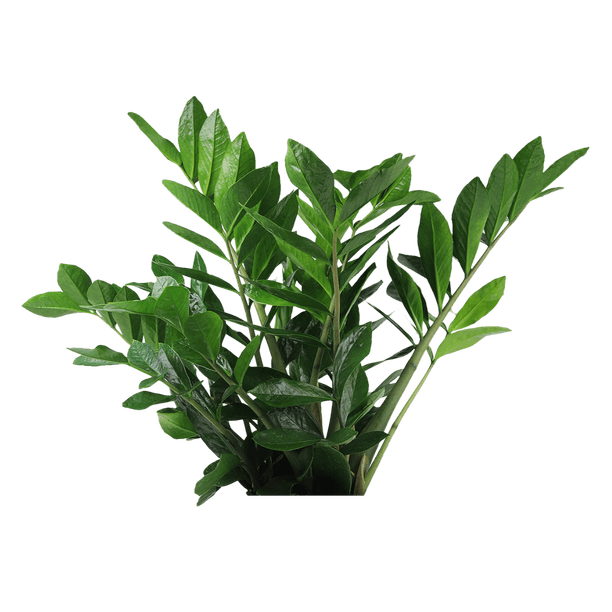 red plant pot 33cm Ardente Planter Ruby Red Plant Pot – Plants For All Seasons main image 0
