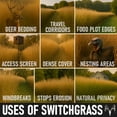 thumbnail image 6 of BigAzz Switchgrass Seed, Bulk RC Big Rock Variety, Extra Tall Drought-Tolerant Native Perennial Grass for Deer Habitat, Bedding Areas, Green Screens & Food Plots, 1LB, 6 of 10