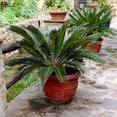 thumbnail image 5 of Brighter Blooms - Sago Palm Tree, 3 gal - No Shipping to AK, AZ, HI, 5 of 6