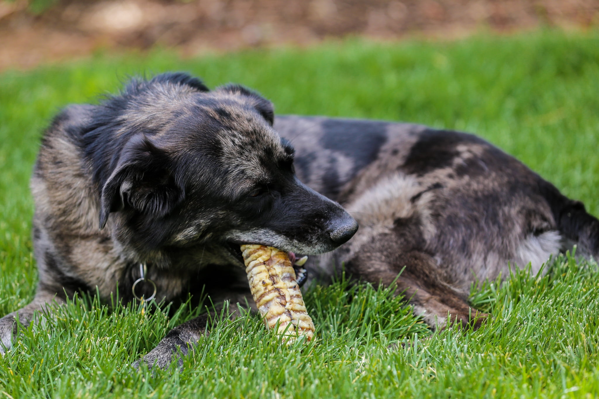 Beef Trachea 12 Dog Treats, 10 Count