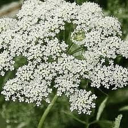 Queen Anne's LACE 1020 Seeds, Wild Carrot, DAUCUS CAROTA, White Flowers,Bulk