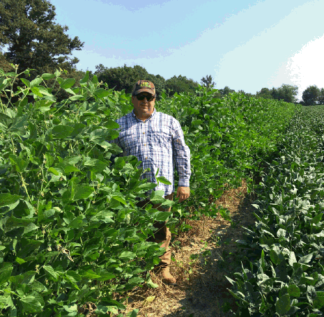 Eagle Seed Big Fellow Forage Soybean, Glyphosate Tolerant, 1 Acre
