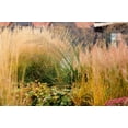 thumbnail image 3 of 1500 PRAIRIE JUNEGRASS Koeleria Cristata June Crested Hair Grass Flower Seeds, 3 of 6