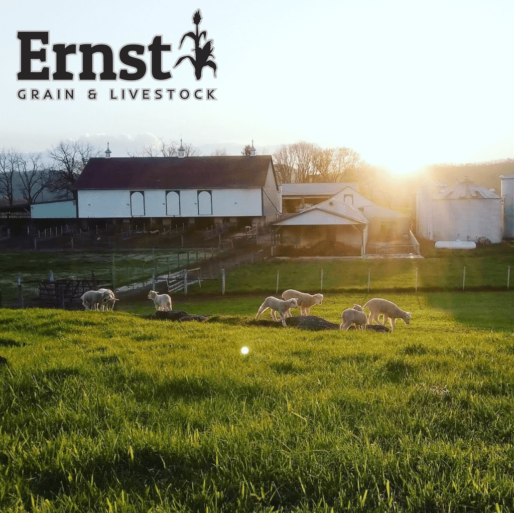 Ernst Grain & Livestock Wild Bird Food Select, Non-GMO – Made with Black Oil Sunflowers, Nyjer Seed, and Other Non-GMO Grains