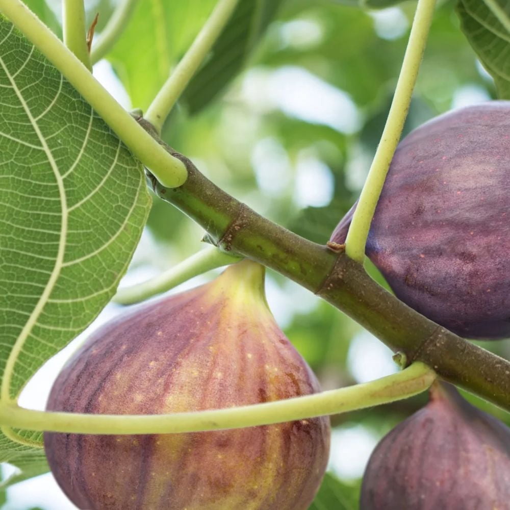 Expert Gardener 18" Purple Olympian Fig Live Plants in 11" Grower Pot, Fruiting