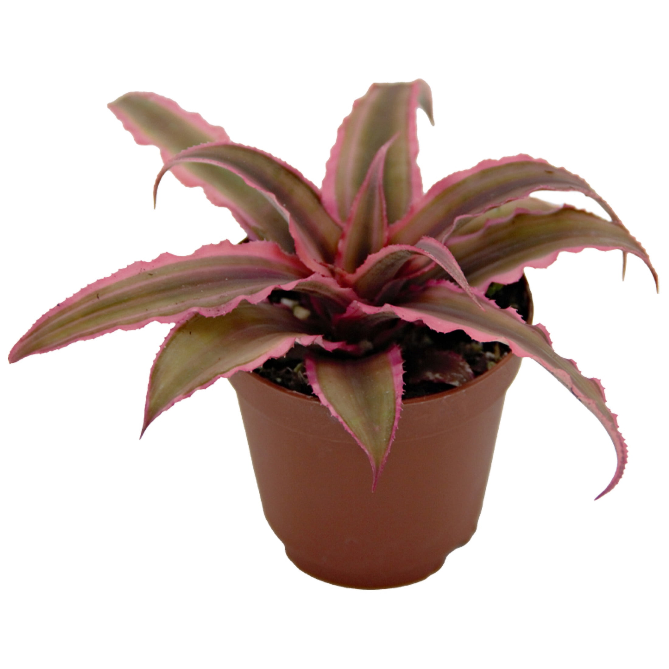 ReptiCulture Assorted Cyptanthus Tropical 2" Pot 3 pk