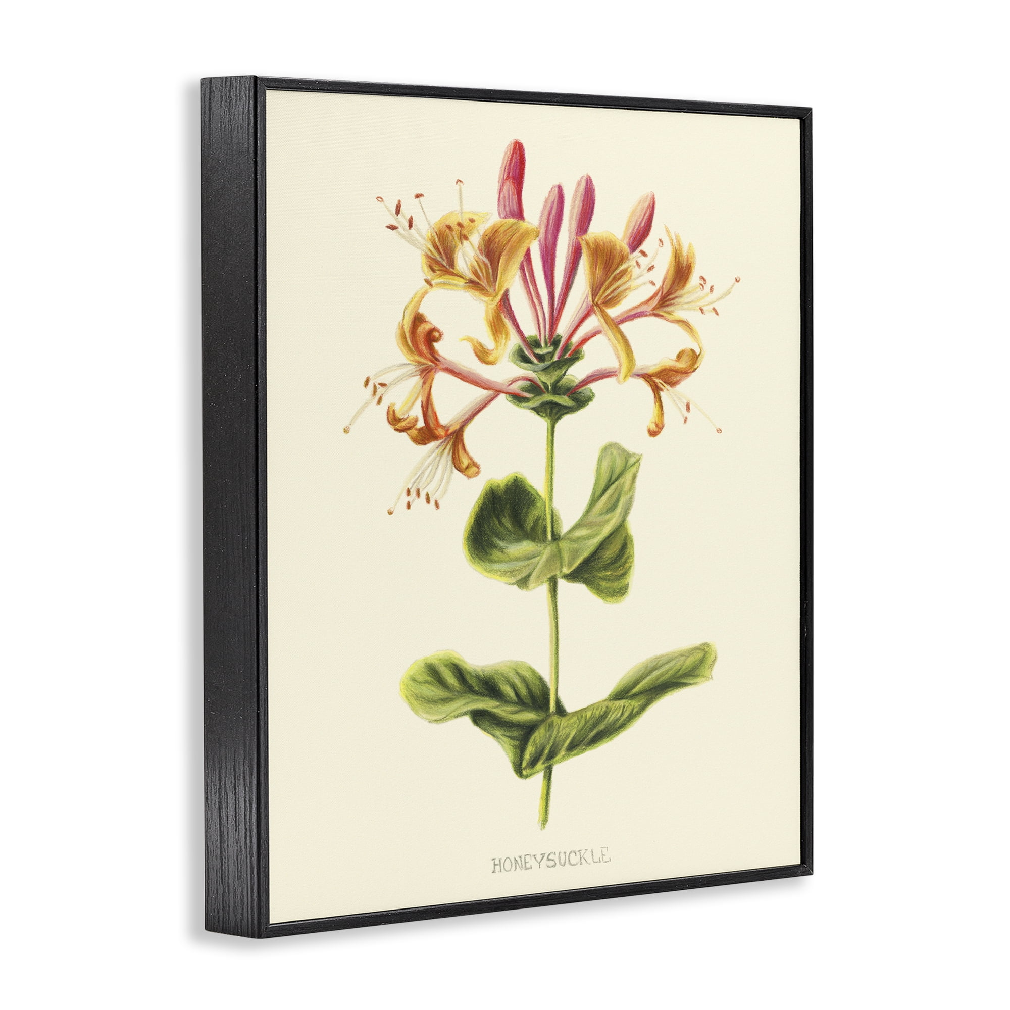 Stupell Industries Honeysuckle Vintage Illustration Black Framed Giclee Art, design by Connie Resch