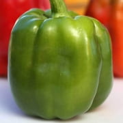 Emerald Giant Pepper Seeds - 250 mg ~30 Seeds - Non-GMO, Open Pollinated, Heirloom, Vegetable Gardening Seeds - Sweet Bell Pepper