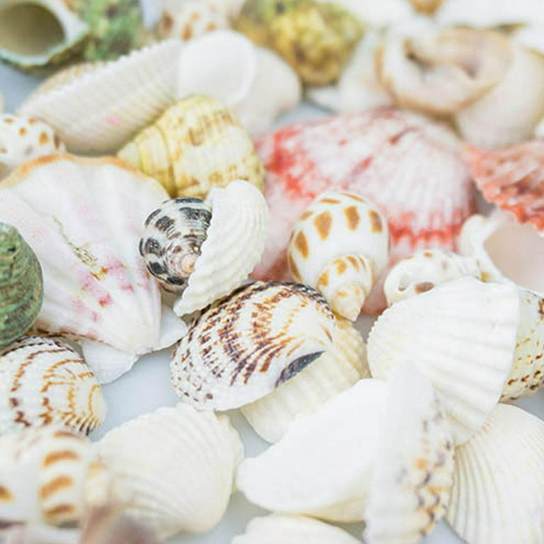 Natural Seashell Embellishments | Mini Sea Shells for Nautical Decoration |  Filling Materials for Resin Crafts (40-80pcs / 4mm to 25mm)