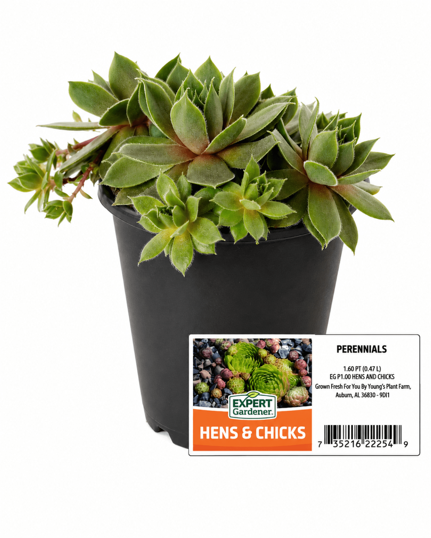 Expert Gardener Hens N Chicks Perennial Succulent Spring Live Plants Outdoor, Various Colors, 1 Pint