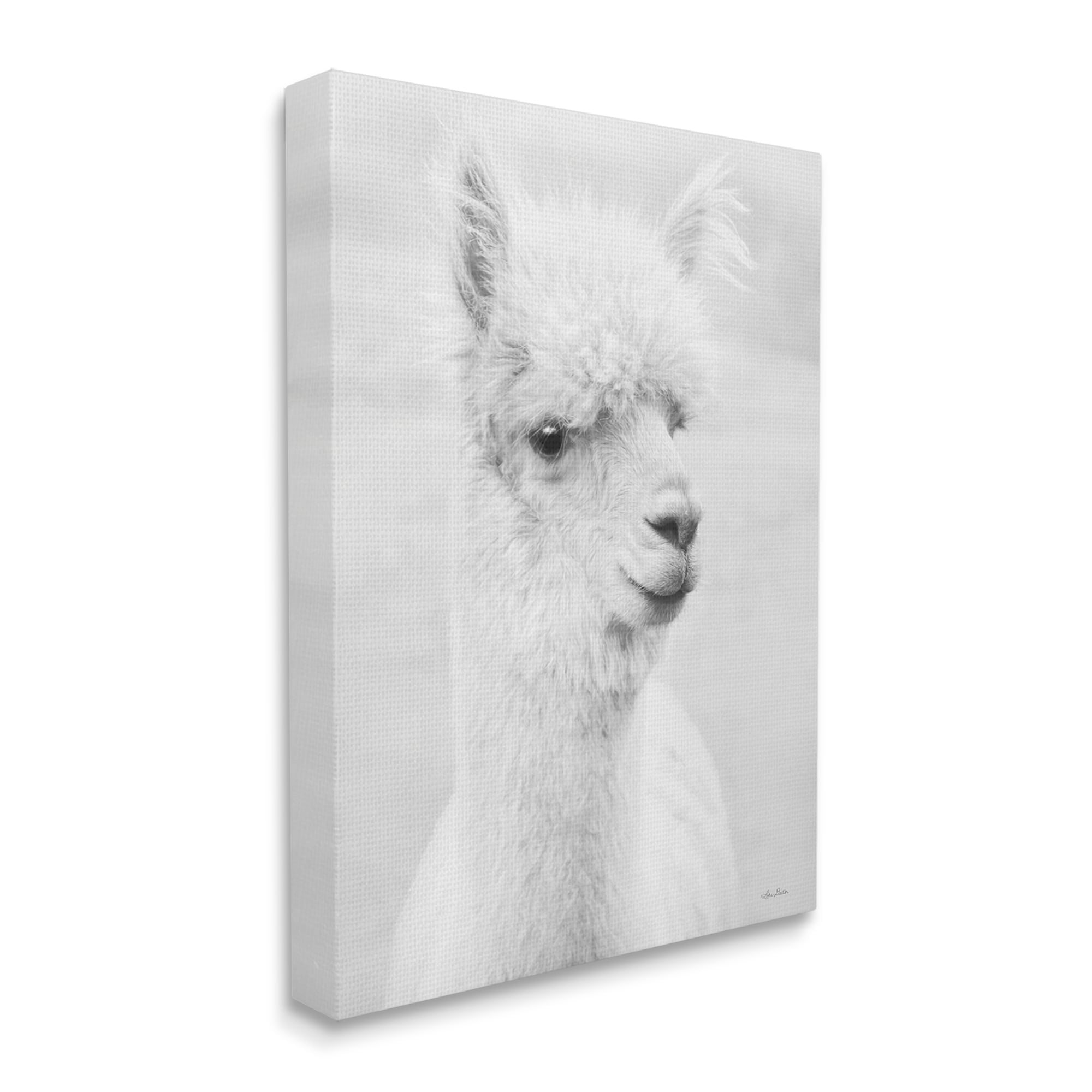 Stupell Monochrome Alpaca Farm Animal Animals & Insects Photography Gallery Wrapped Canvas Print Wall Art