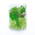 thumbnail image 4 of Toystoory Plantas de flores secas Fabricación en seco para funda de teléfono móvil DIY Hogar Boda Epoxi Colgante Anillo Accesorio type8 Type1 NO1, 4 of 6