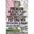 thumbnail image 2 of Polka Dot Plant - Fittonia Nerve Plant - Purple Waffle Plant Premium Potting Mix, 2 of 9
