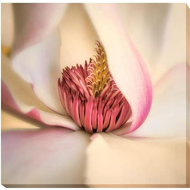 Magnolia Rose par Dianna Poinski Premium Giclée de Toile Emballée dans une Galerie - Prêt-à-Accrocher&44; 30 x 30 x 1,5 Po.