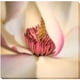 Magnolia Rose par Dianna Poinski Premium Giclée de Toile Emballée dans une Galerie - Prêt-à-Accrocher&44; 30 x 30 x 1,5 Po. – image 1 sur 1