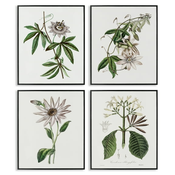 Stupell Industries Various Vintage Botanicals Floral Painting Black Framed Art Print Wall Art, 11 x 14, Set of 4