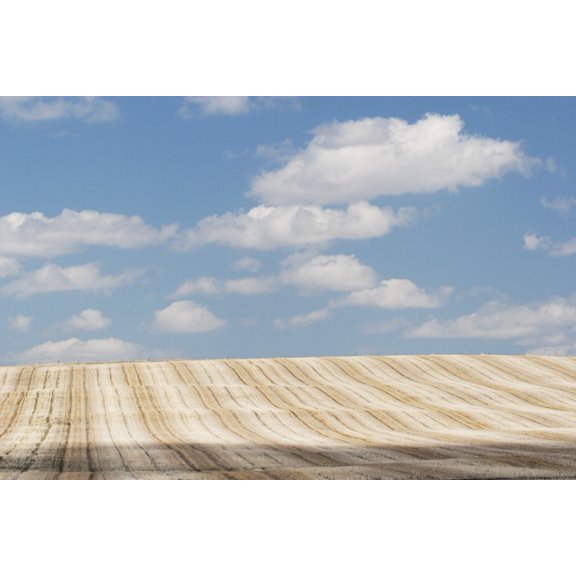 Alberta Canada Cut Brown Field With Clouds In The Sky Canvas Art - Michael Interisano  Design Pics (19 x 12)