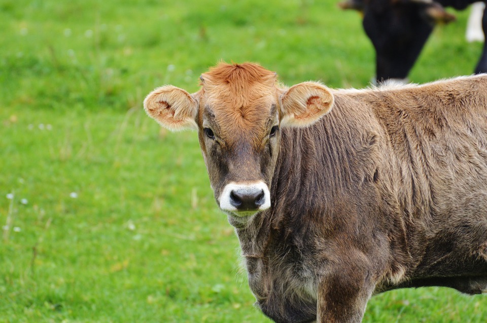 Cows Ruminant Cute Allgaƒae A A Aƒa Sa A U Cow Dairy Cattle Inch By 30 Inch Laminated Poster With Bright Colors And Vivid Imagery Fits Perfectly In Many Attractive Frames Walmart Com Walmart Com