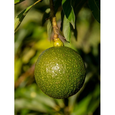 Alligator Canvas - Canvas Print Reed Health Reed Avocado Avocado Fruit Round Stretched Canvas 10 x 14