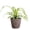 Coffee, variant on Live  Variegated Spider Plant - Pet Safe - 4" Full Hanging Pot