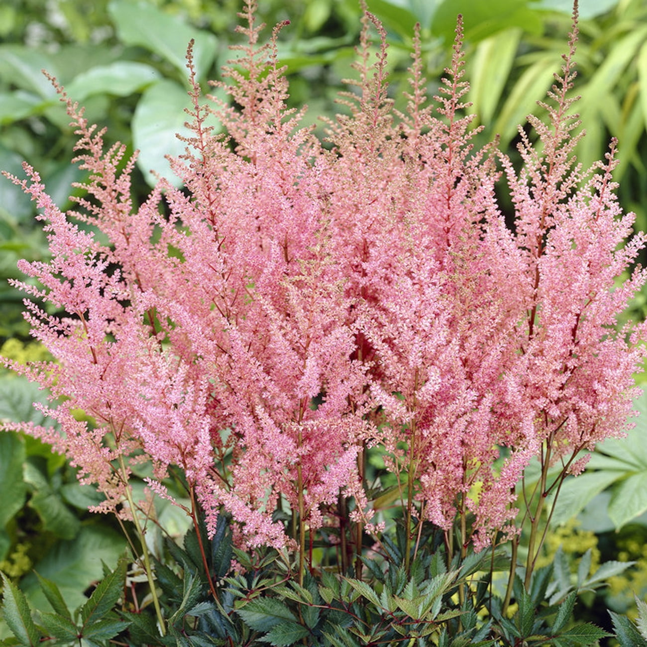 Van Zyverden Astilbe Erika Set of 5 Plant Roots Pink Partial Shade Perennial Pollinator 2 lbs