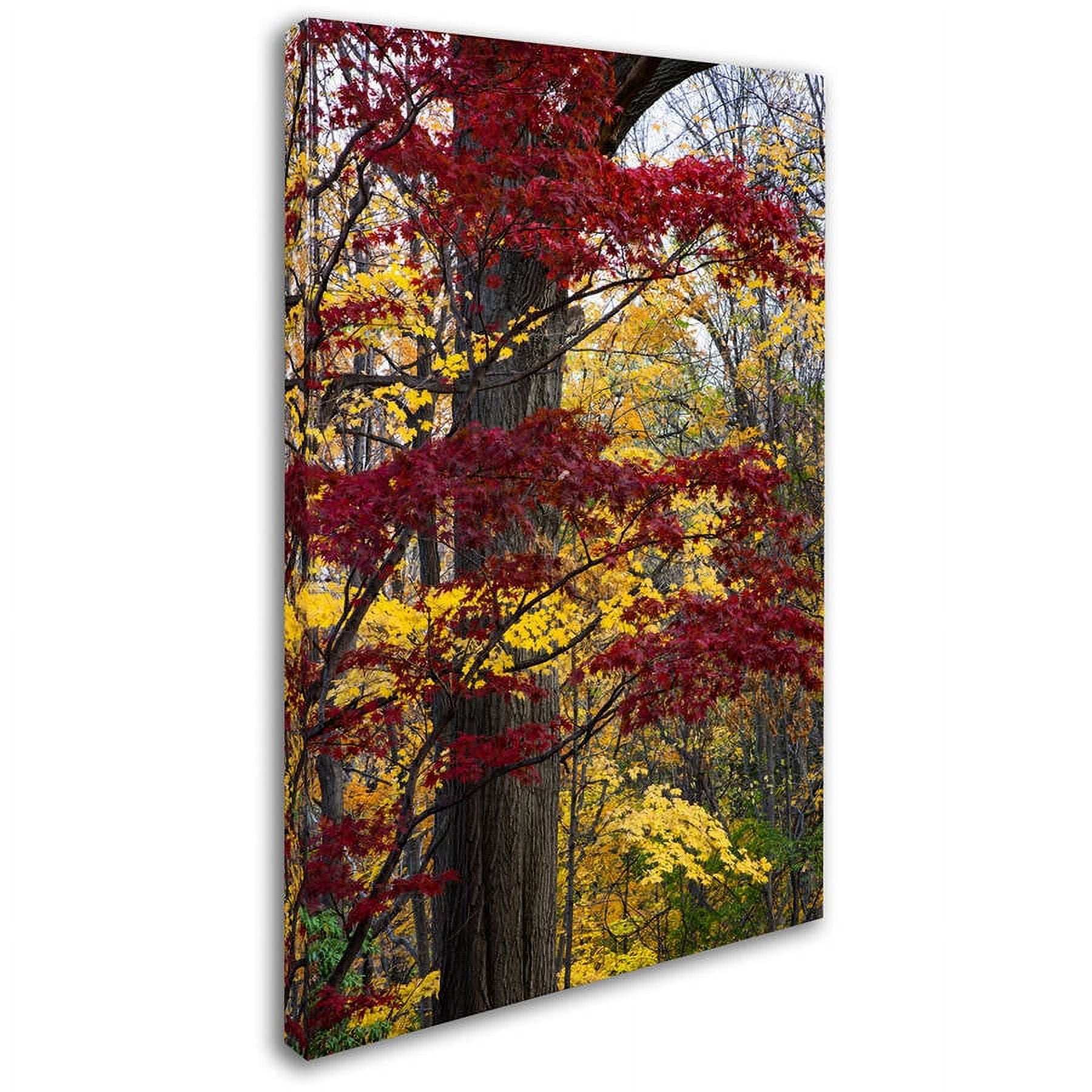 Trademark Fine Art "Reds and Golds of Autumn" Canvas Art by Kurt Shaffer