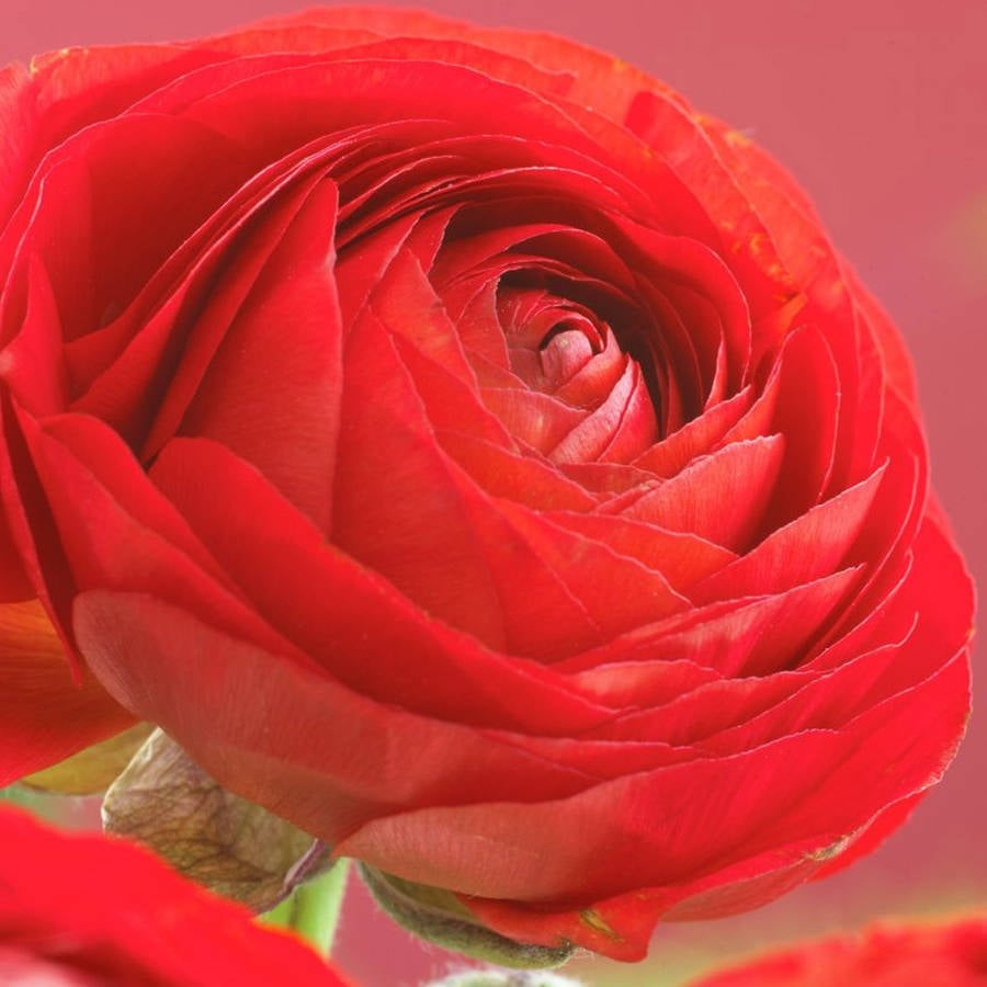 Van Zyverden Butter Cups, Ranunculus Double Red, Set of 25 Bulbs Red Part Sun