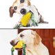thumbnail image 3 of Juguete para masticar maíz para perros, juguetes para cepillos de dientes para cachorros, palo Molar para mascotas, 3 of 8