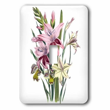 3dRose Vintage Flowers gladiolus in Cream and Pink - Single Toggle Switch (lsp_149637_1)