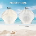 thumbnail image 2 of 40 conchas de vieira naturales de 1,4 a 2,4 pulgadas, pequeñas conchas marinas blancas para manualidades, conchas marinas reales a granel., 2 of 5