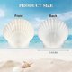 thumbnail image 2 of 40pcs Natural Scallop Shells 1.4-2.4inch White Small Sea Shells For Crafts Crafting Shell Bulk Real Seashells, 2 of 5
