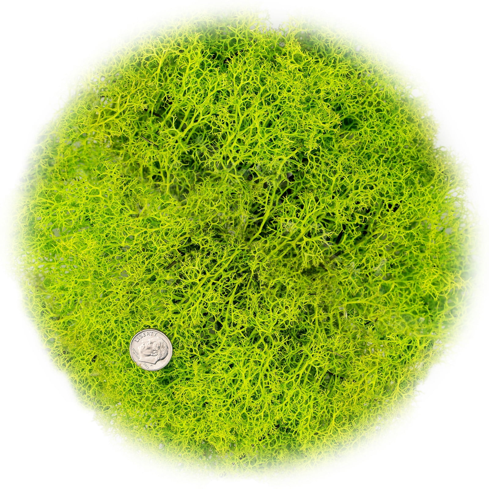 ⭐ Premium Preserved Reindeer Moss for Potted Plants, Terrariums, Fairy Gardens, Arts and Crafts or Floral Decor Design in SPRING GREEN (20 Quart Bag)