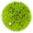 thumbnail image 3 of ⭐ Premium Preserved Reindeer Moss for Potted Plants, Terrariums, Fairy Gardens, Arts and Crafts or Floral Decor Design in SPRING GREEN (20 Quart Bag), 3 of 4