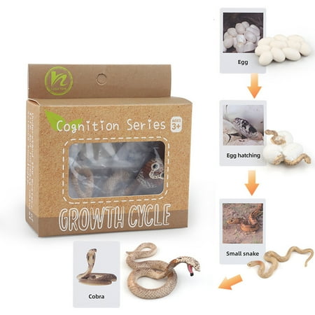 

huanledash 1 Box Biology Discovery Toy Realistic Frog Bee Panda Chick Butterfly Fish Plant Animal Figurines Life Cycle Learning Creative Toddler Preschool Science Education Toys Kindergarten Toy
