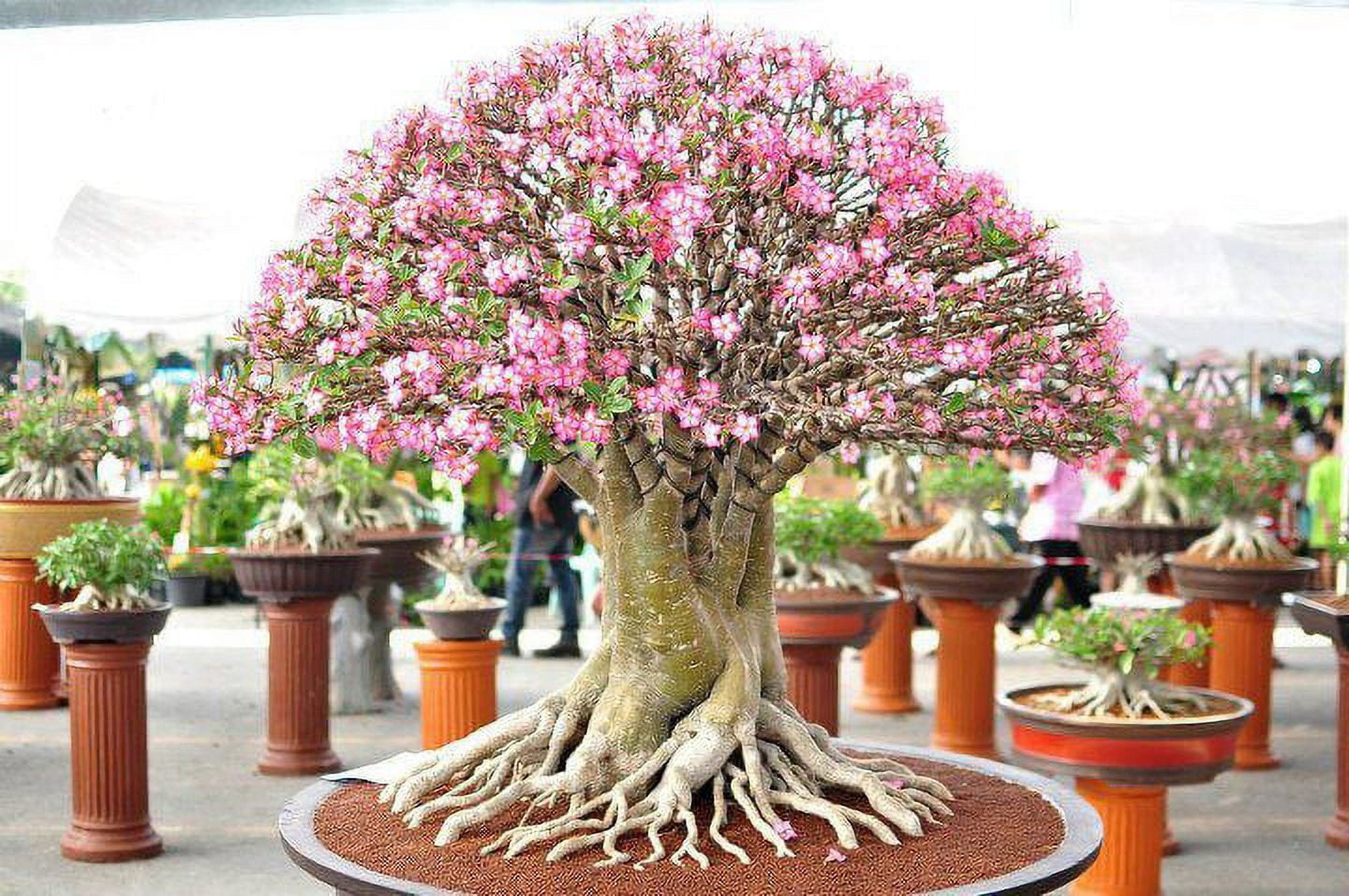 Live Real Caudex Bonsai - Desert Rose Adenium Obesum - One Year Old Hybrid  - Walmart.com