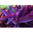 thumbnail image 5 of Purple Heart Plant Perennial Easy Growing Inside/Outside Pink Flowers Shade/Full Sun, 5 of 5