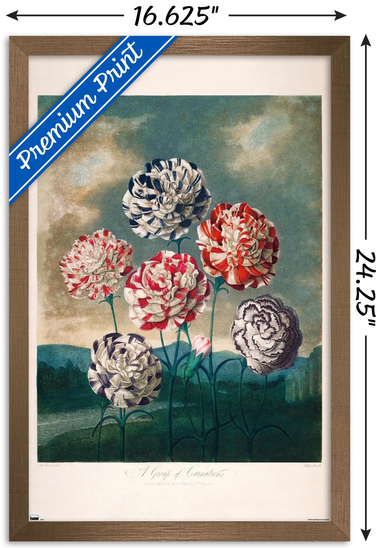 A Group Of Carnations Wall Poster, 14.725" x 22.375" Framed
