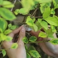 thumbnail image 3 of Zaqw 100 Piece 2.0-4.5mm Plastic Transparent Plant Branch Fixing Clips, 3 of 8