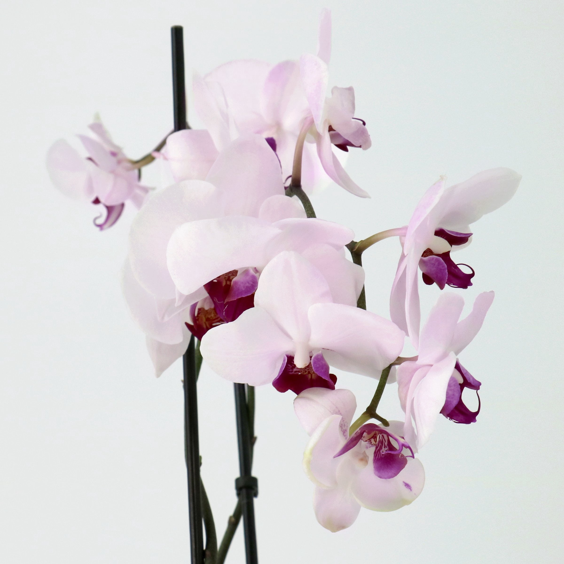 5 in. Superior Multi-Stem Blushing Pink Phalaenopsis Orchid in Luxe Designer Ceramic Planter