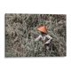 thumbnail image 1 of Cuadro decorativo - Siembra de arroz, Rodrigo Zabal 90x60 Canvas Lab Naturaleza, Fotografía,, 1 of 2