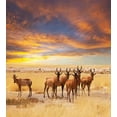 thumbnail image 3 of Savannah Duvet Cover Set, Antelope Crowd on Grassland at Sunset Tropic Exotic Savannahs Animals, Decorative 2 Piece Bedding Set with 1 Pillow Shams, Twin Size, Yellow Brown and Red, by Ambesonne, 3 of 3