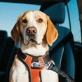 thumbnail image 4 of Secure Elastic Dog Car Seat Belt Leash with Reflective Bungee Tether for Vehicle Pet and Comfort, 4 of 4