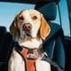 thumbnail image 4 of Cinturones para mascotas en el coche Accesorios para mascotas Cinturones elásticos reflectantes para perros Cinturones telescópicos, 4 of 4