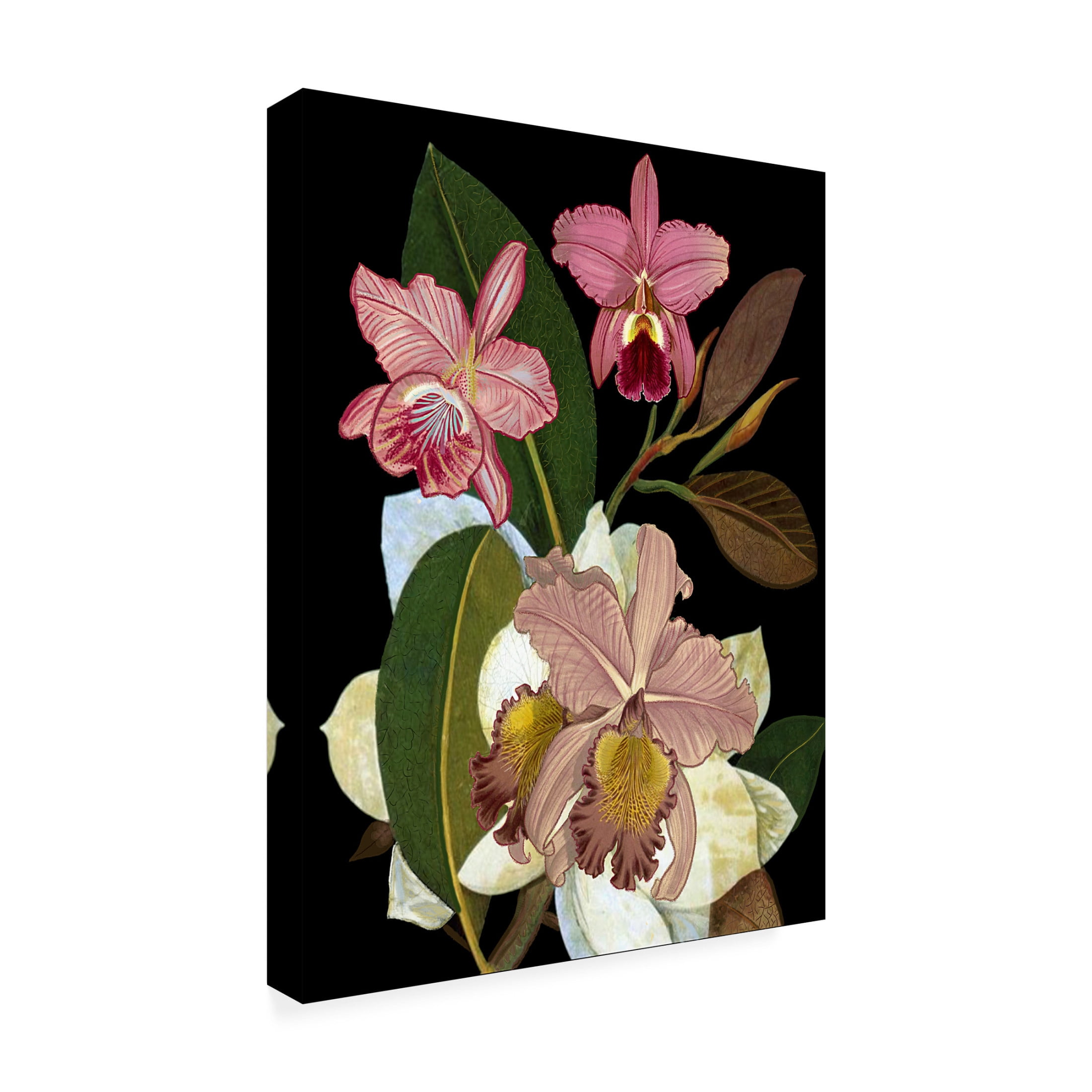 Trademark Fine Art giovanna nicolo  Orchids for Phyllis Botanical Canvas Wall Art
