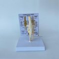 thumbnail image 4 of Canines Knee Model Dog Joint Anatomical Model Dog Skeleton Model Animal Skeleton Anatomy Medical Sc, 4 of 5