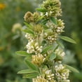 thumbnail image 5 of Outsidepride Lespedeza Capitata - 2000 Seeds, 5 of 9